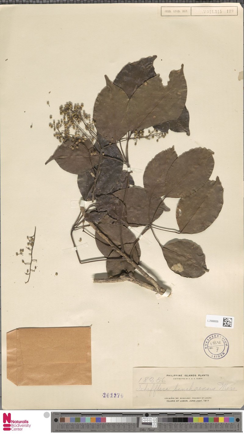 Heptapleurum banahaense photo 2