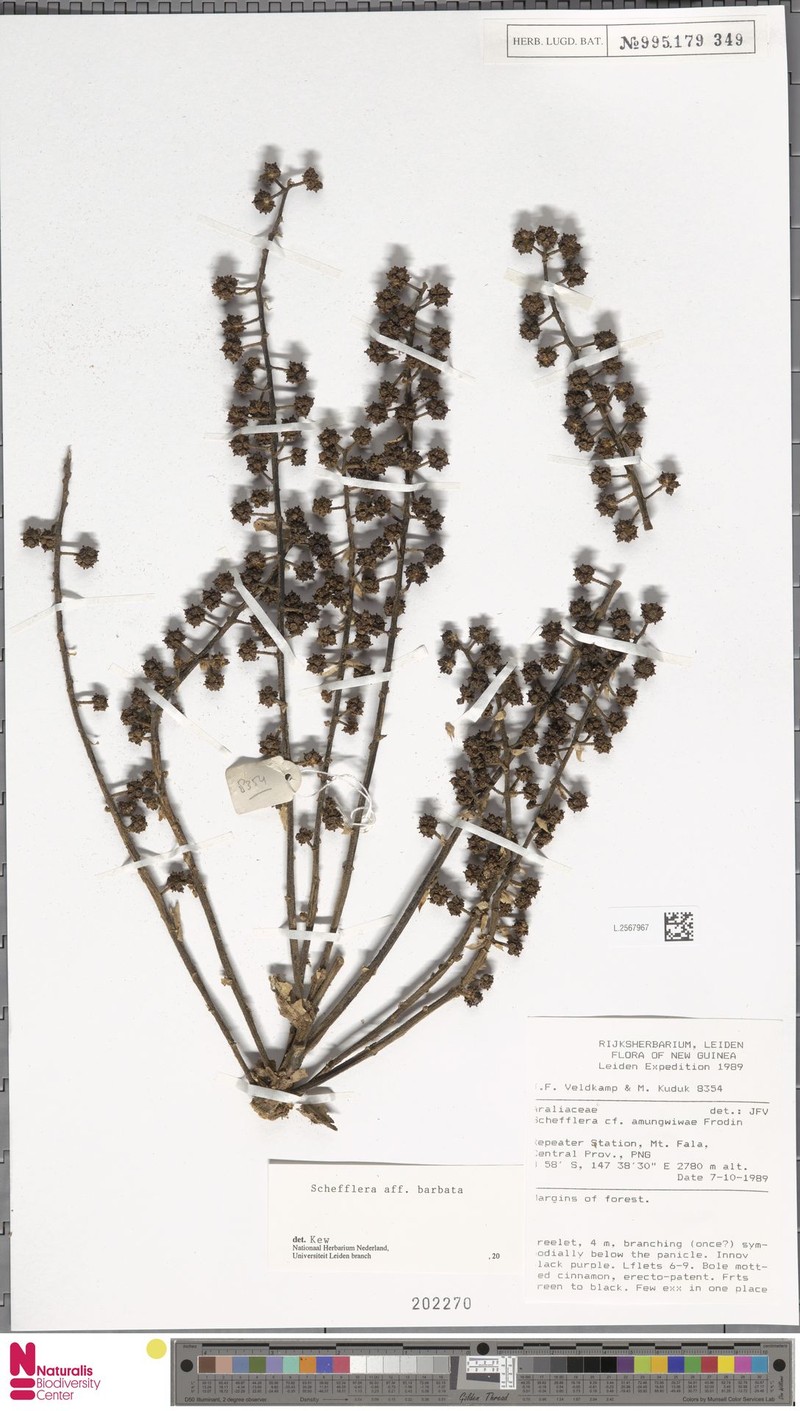 Heptapleurum barbatum