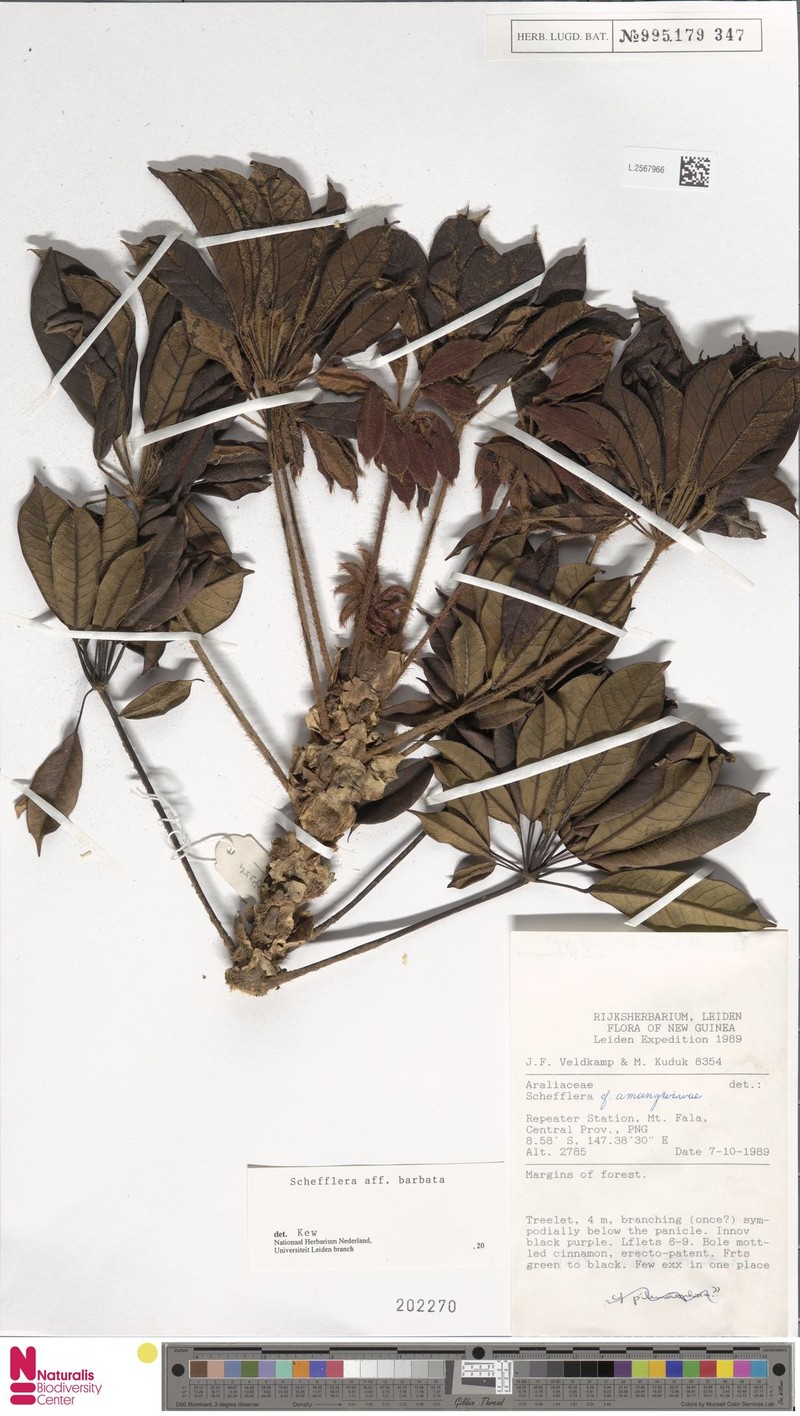 Heptapleurum barbatum photo 2
