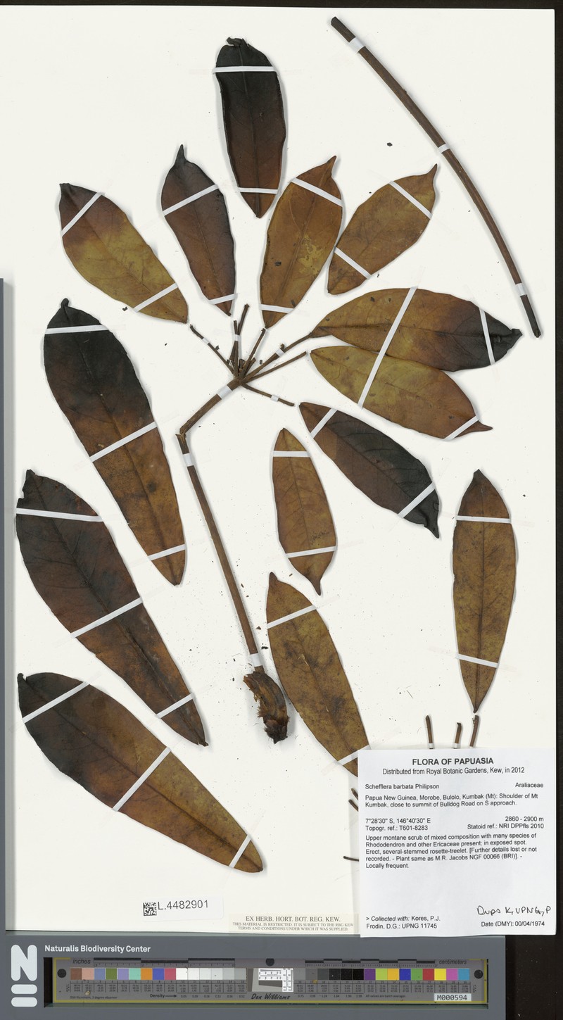 Heptapleurum barbatum photo 4