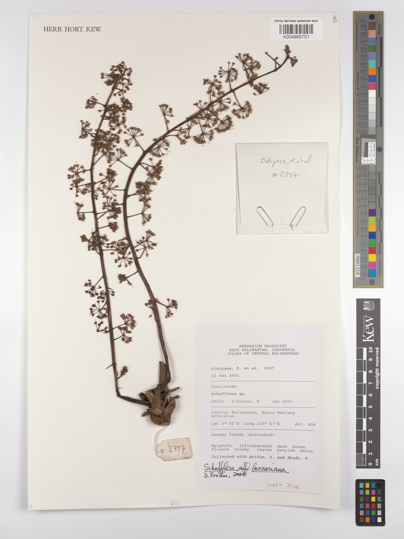 Heptapleurum beccarianum
