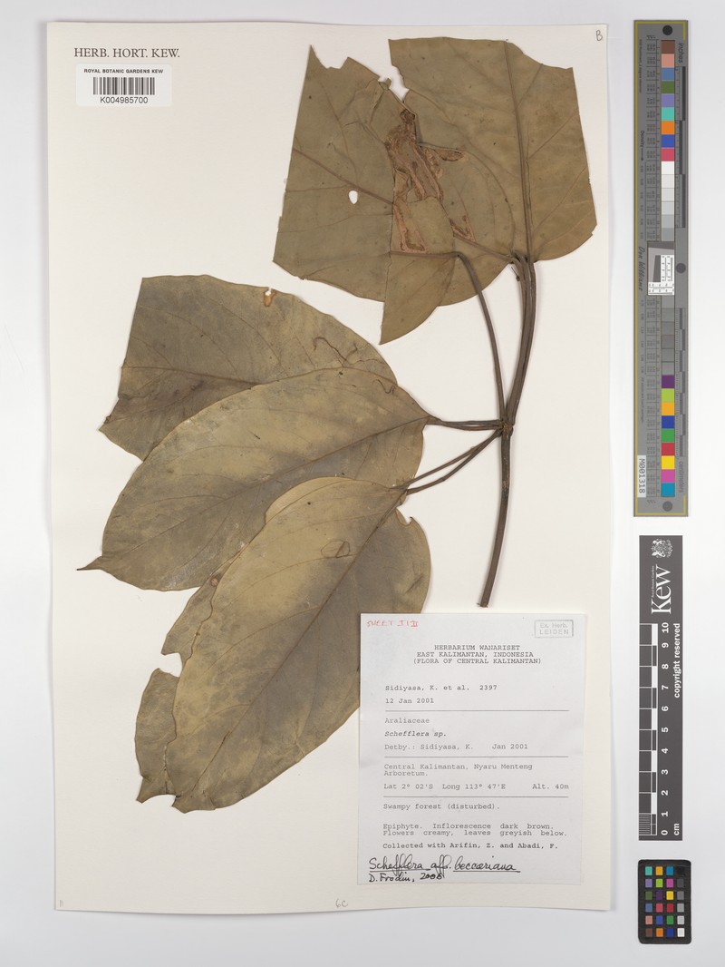 Heptapleurum beccarianum photo 2