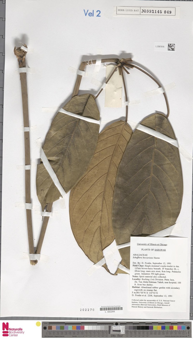 Heptapleurum beccarianum photo 3