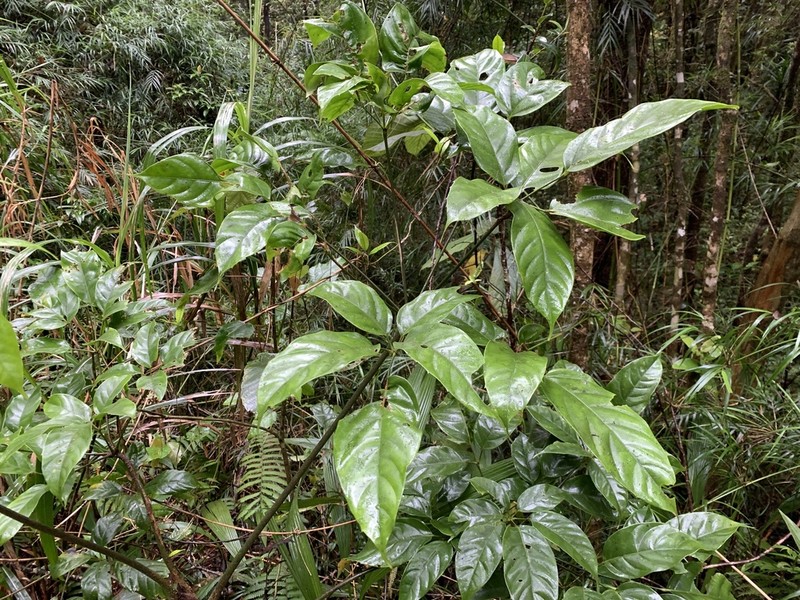Heptapleurum bipalmatifolium