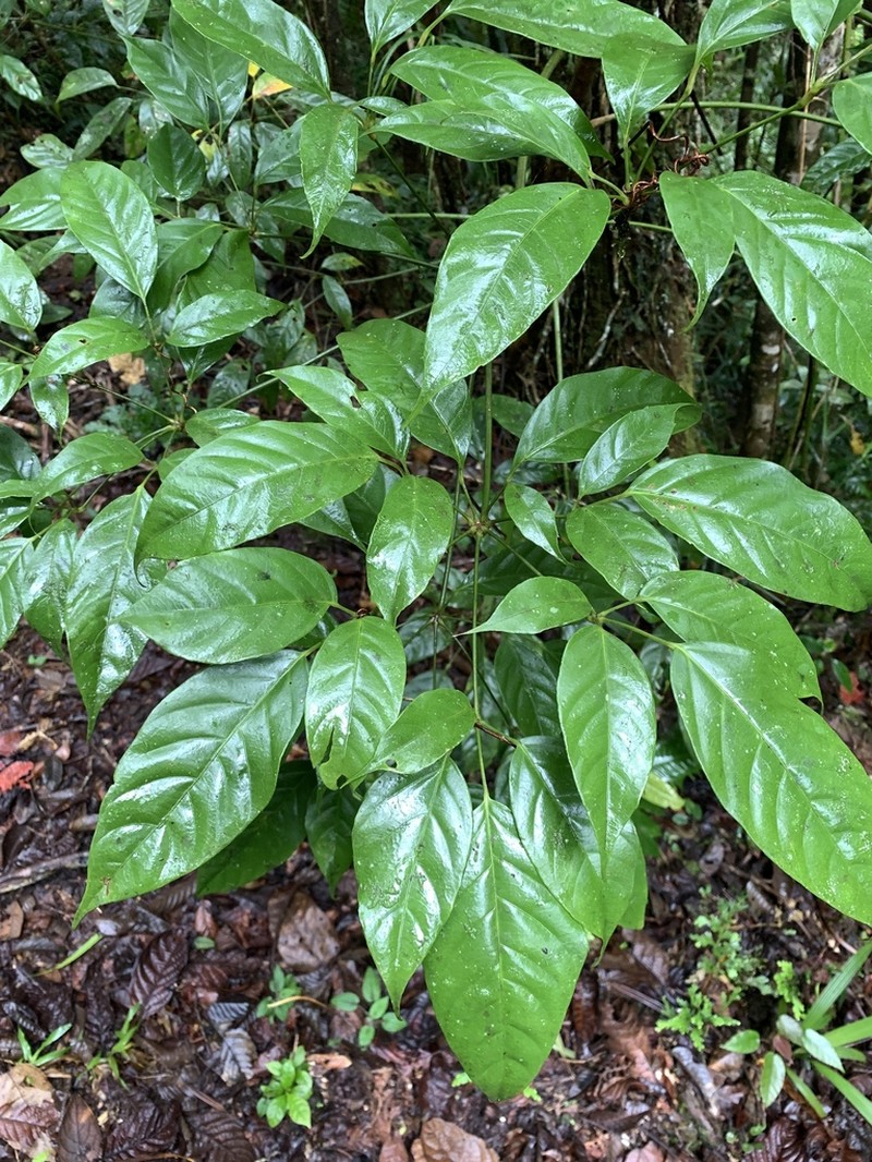 Heptapleurum bipalmatifolium photo 2