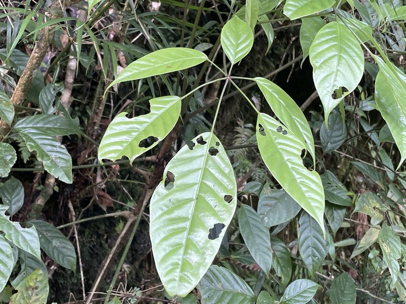 Heptapleurum bipalmatifolium photo 3