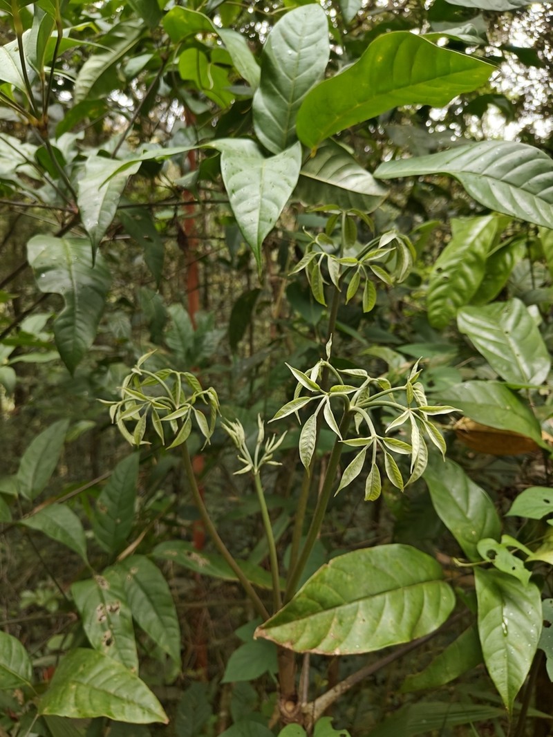 Heptapleurum bipalmatifolium photo 4