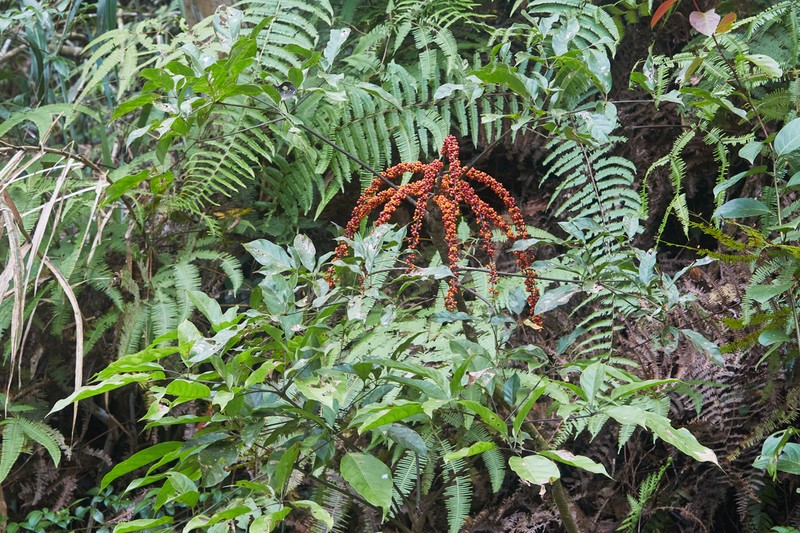 Heptapleurum bipalmatifolium photo 5