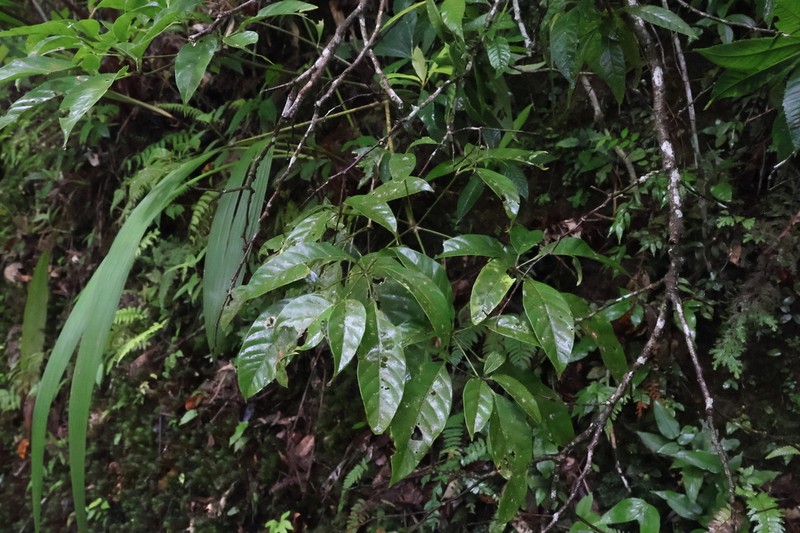 Heptapleurum bipalmatifolium photo 6