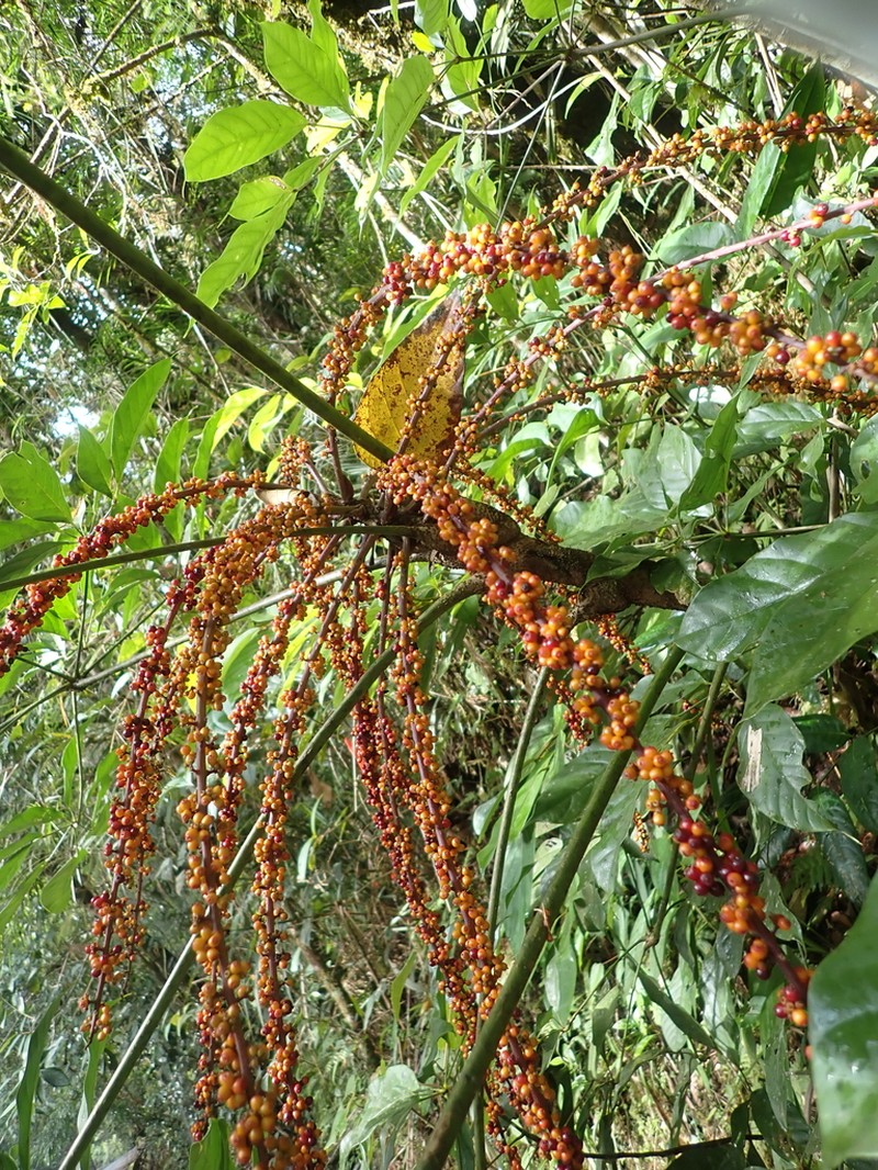 Heptapleurum bipalmatifolium photo 8