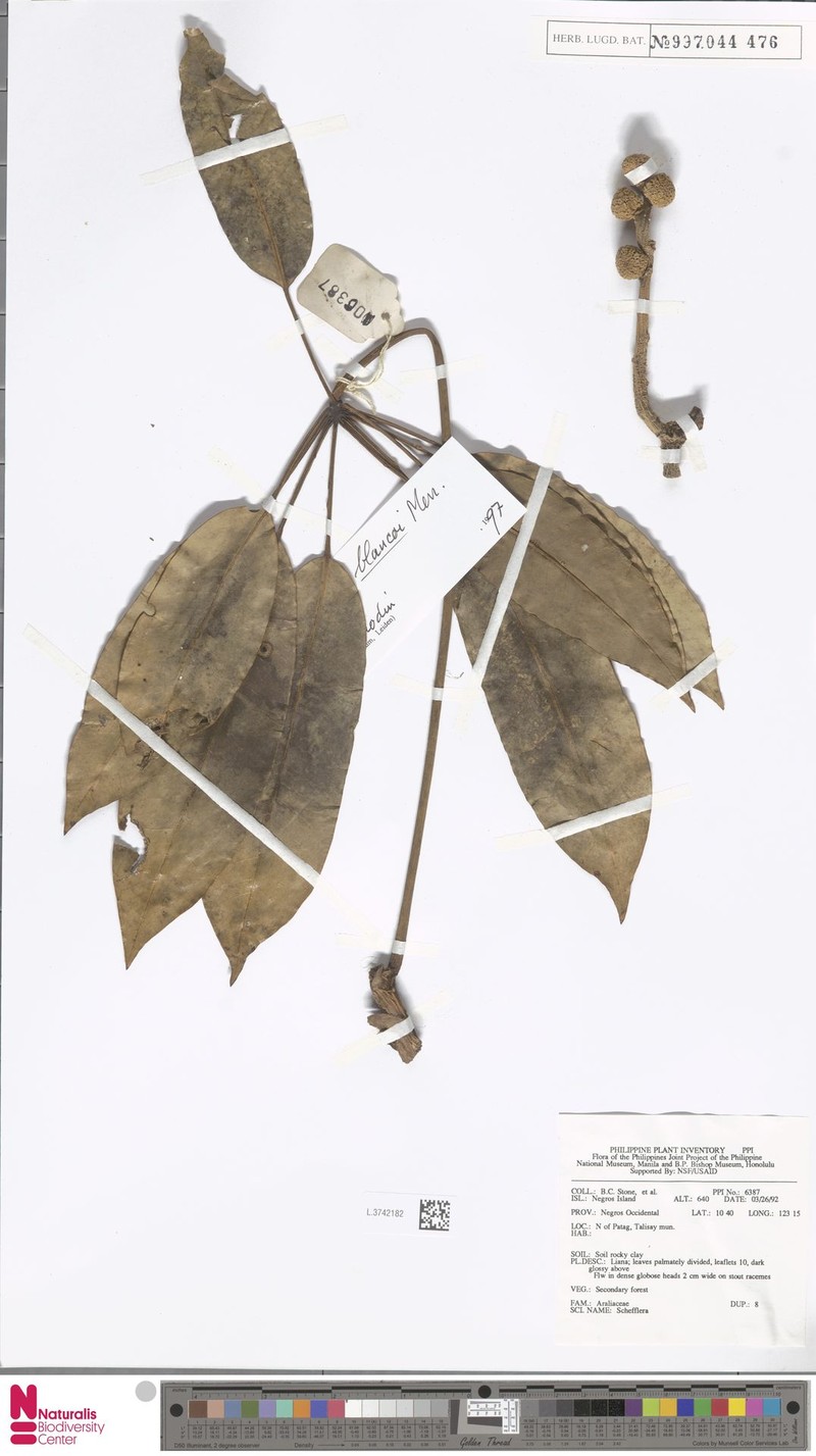 Heptapleurum blancoi