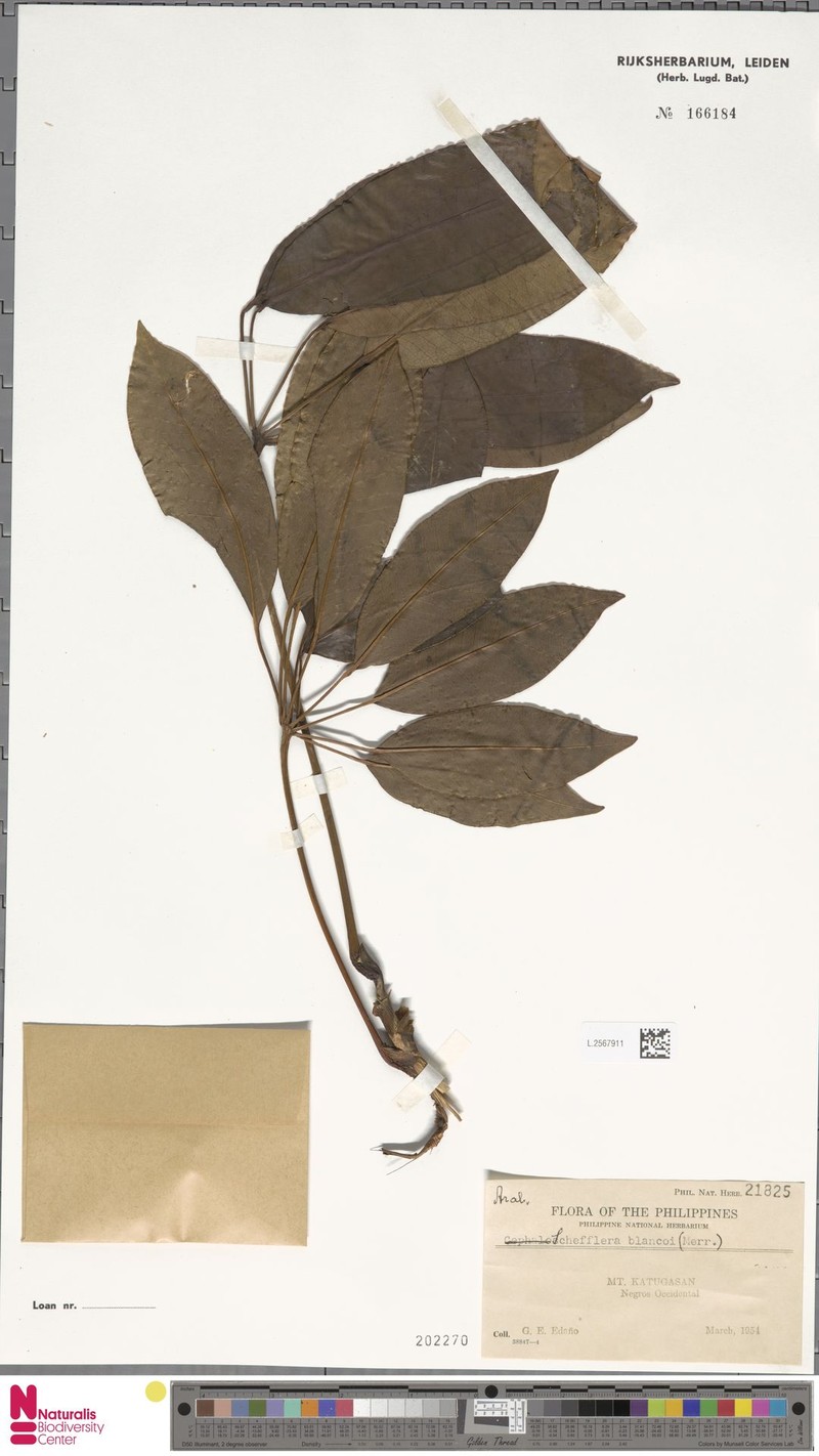 Heptapleurum blancoi photo 2