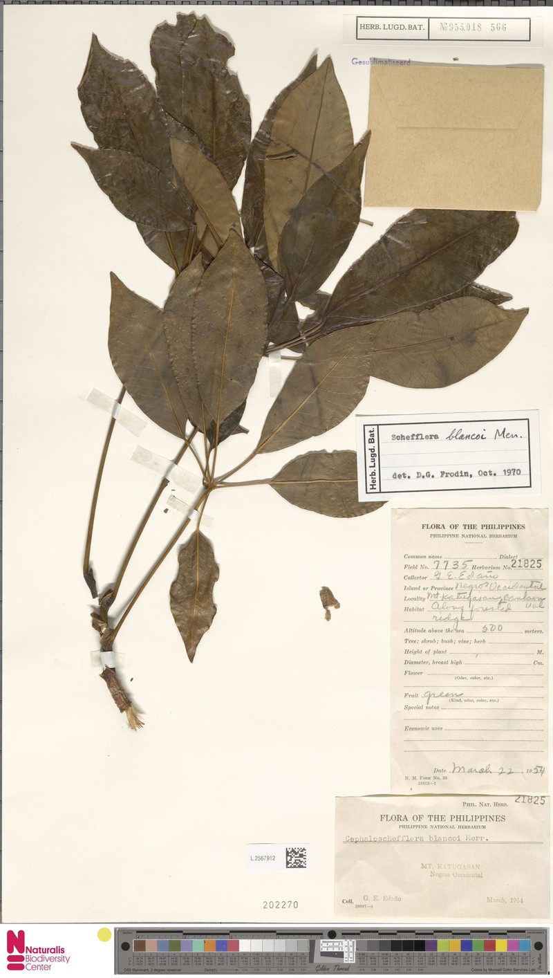 Heptapleurum blancoi photo 3
