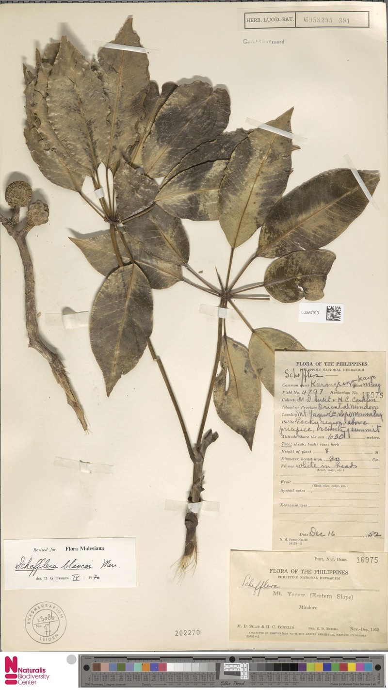 Heptapleurum blancoi photo 4