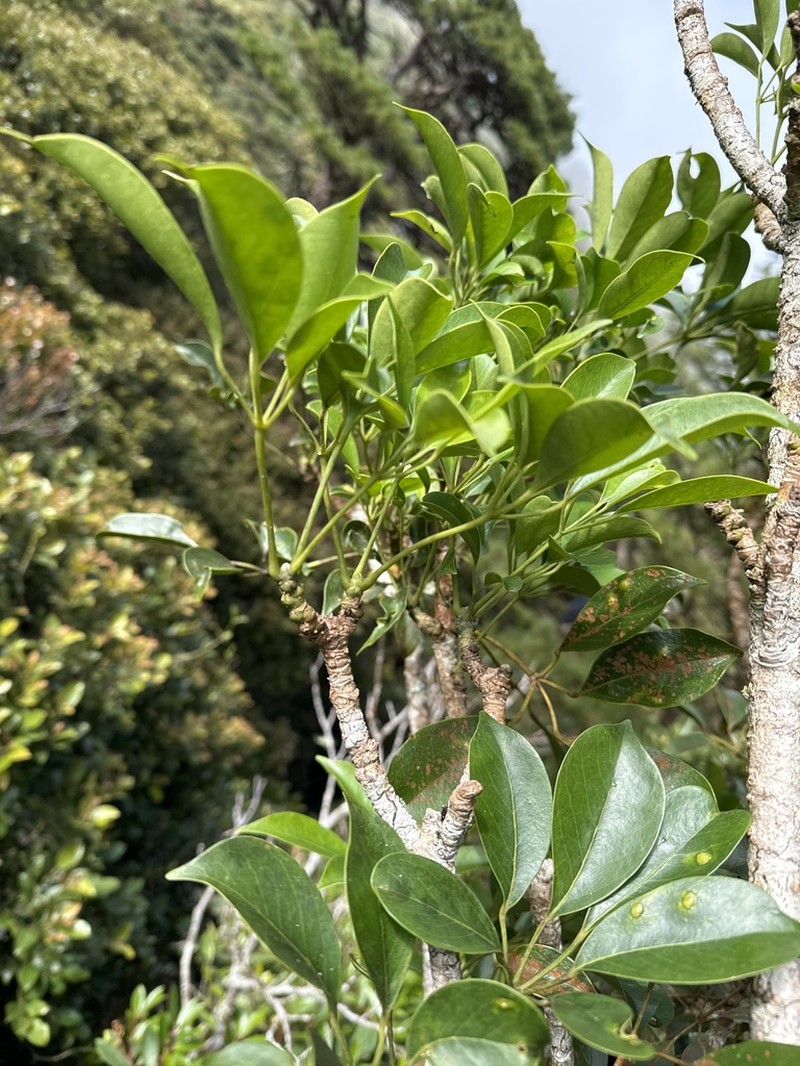 Heptapleurum bordenii