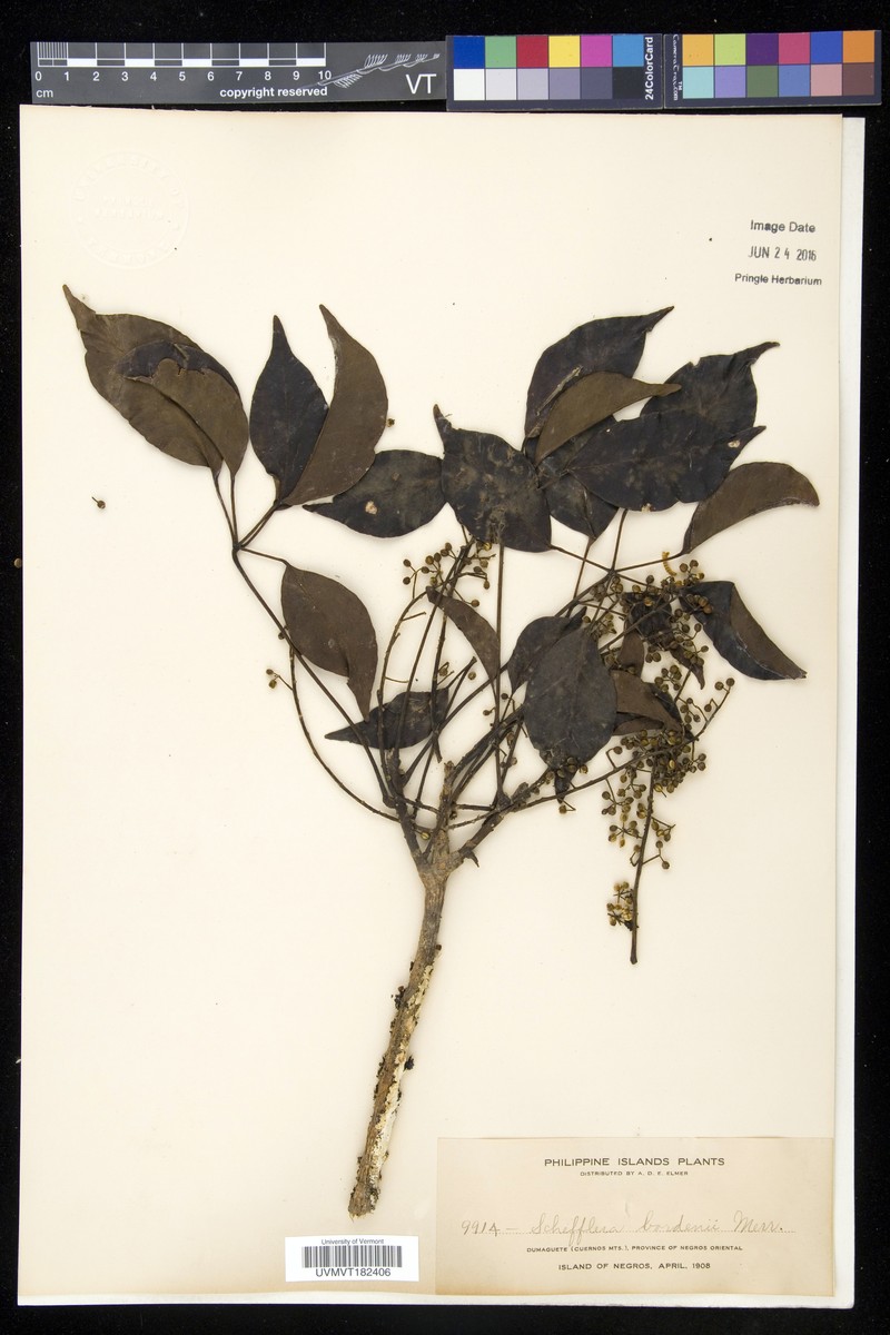Heptapleurum bordenii photo 2