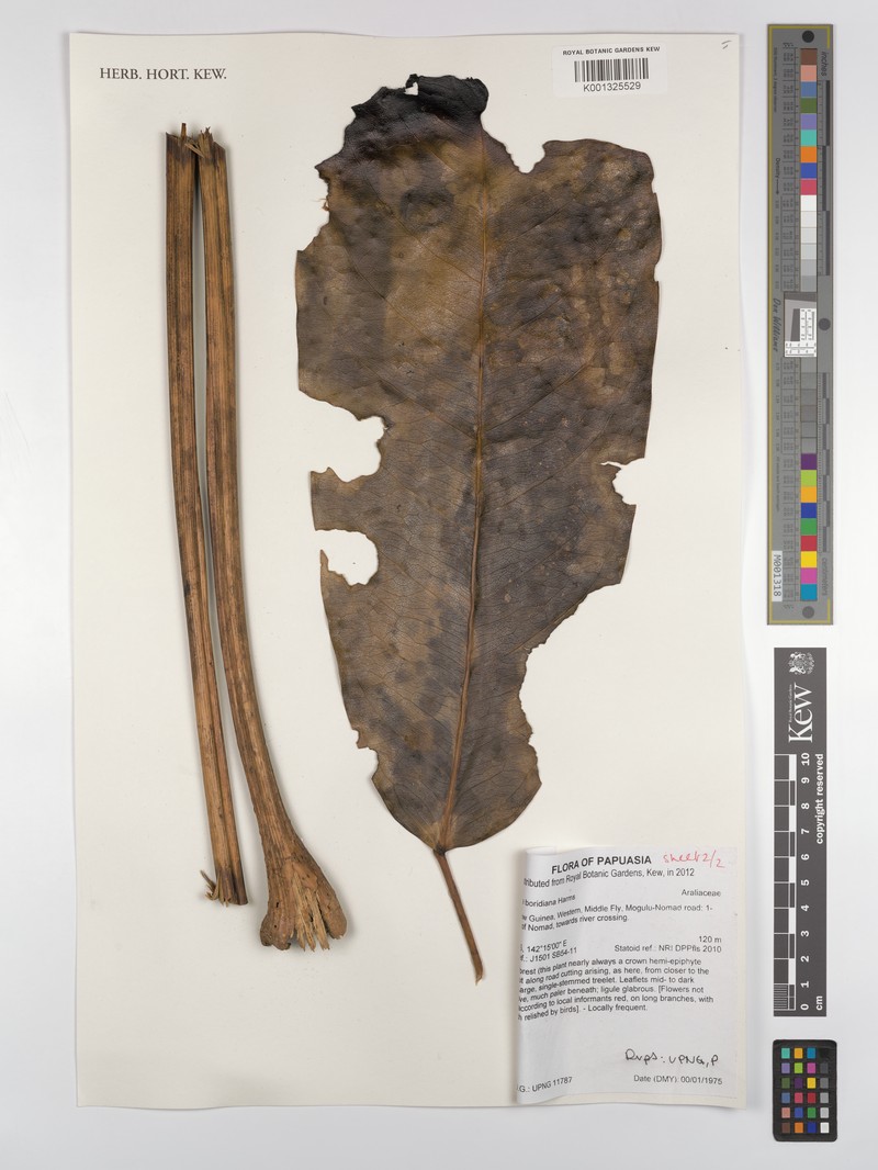 Heptapleurum boridianum