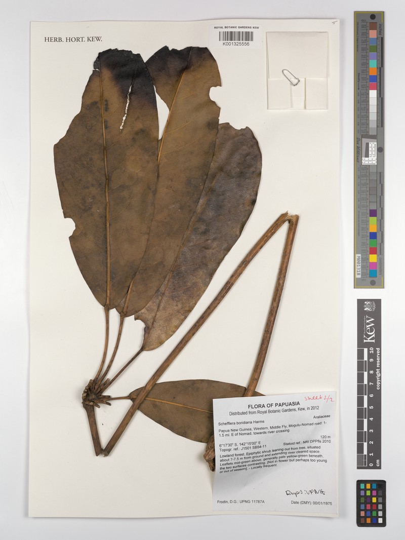 Heptapleurum boridianum photo 2