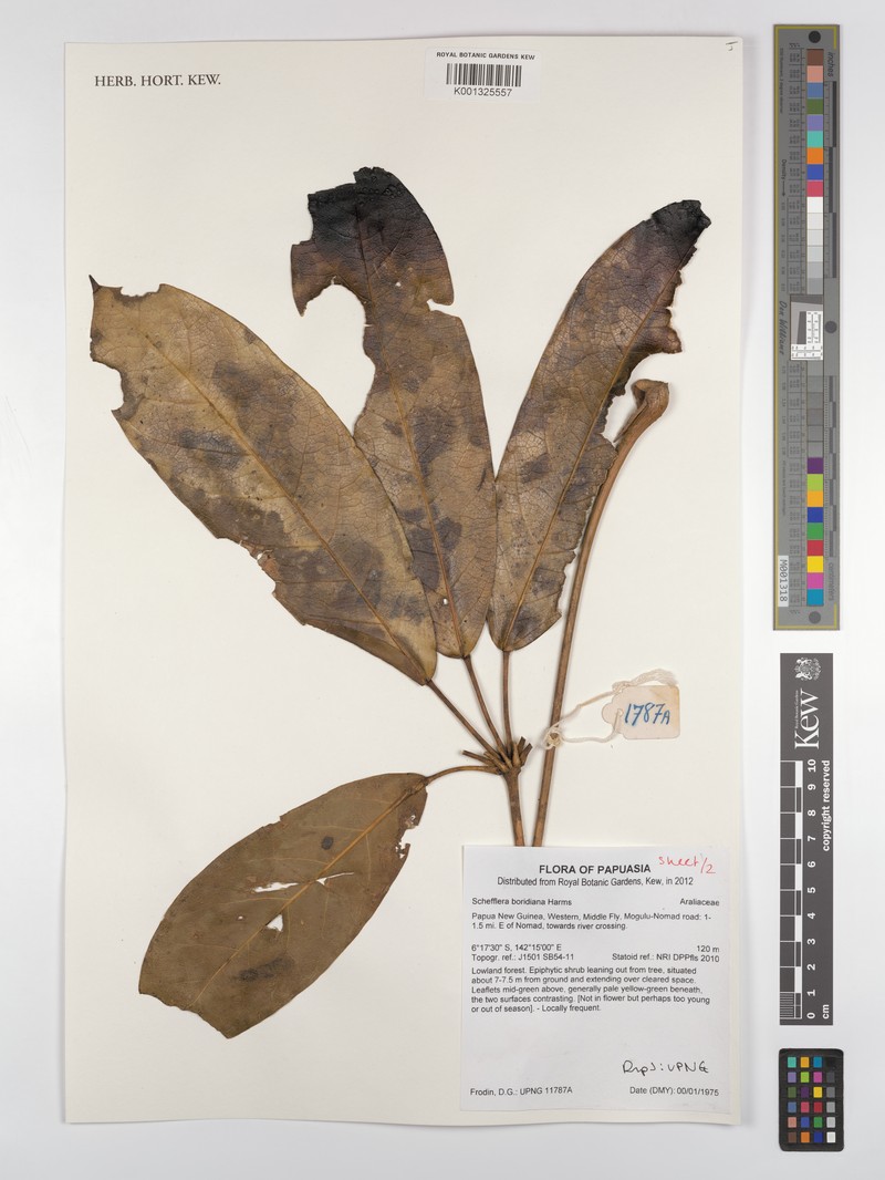 Heptapleurum boridianum photo 3