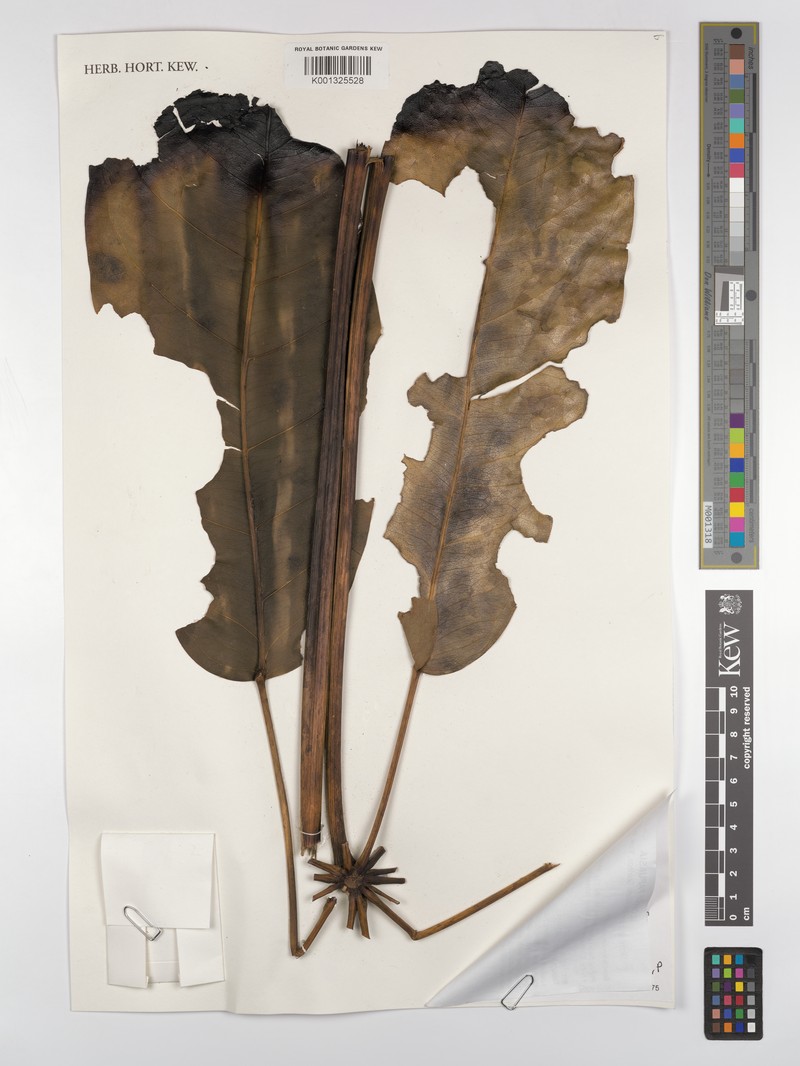 Heptapleurum boridianum photo 4
