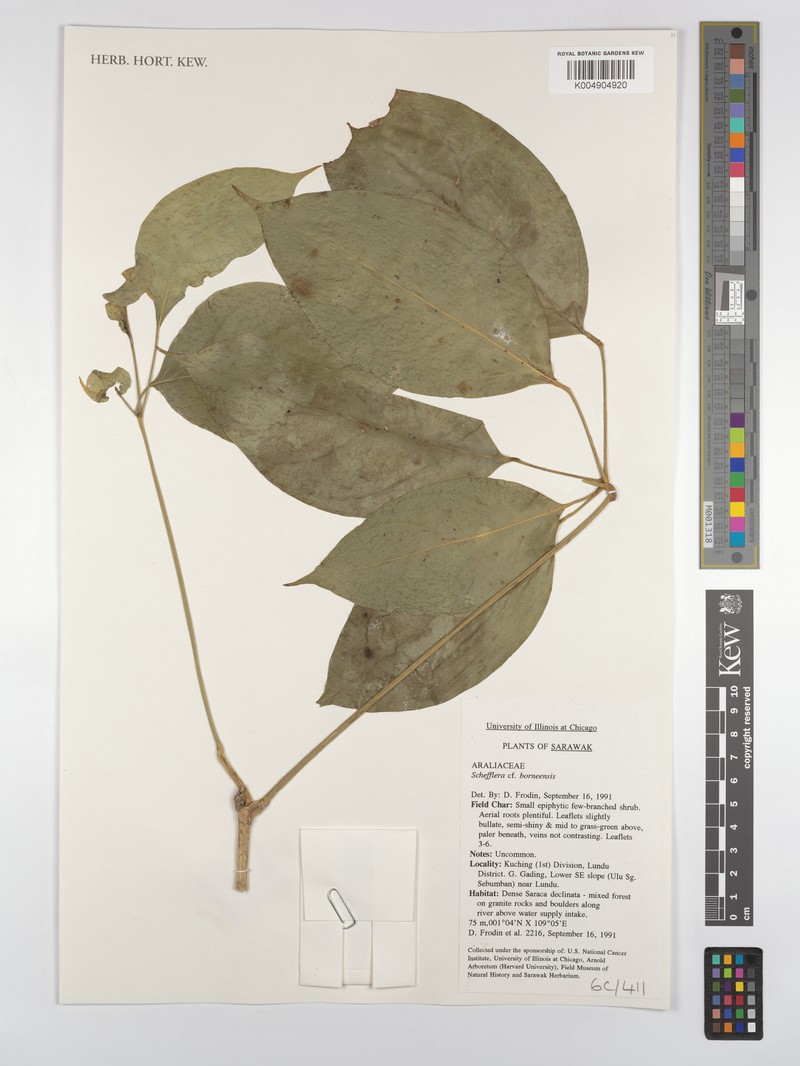 Heptapleurum borneense