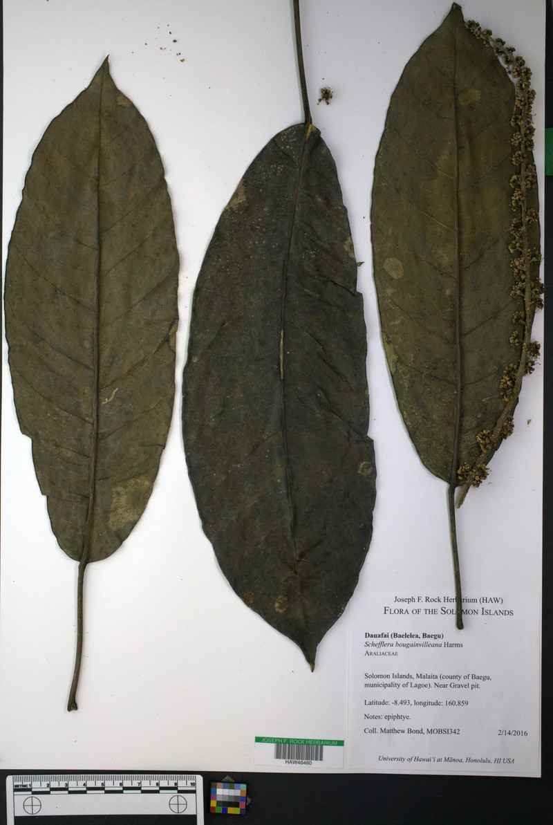 Heptapleurum bougainvilleanum