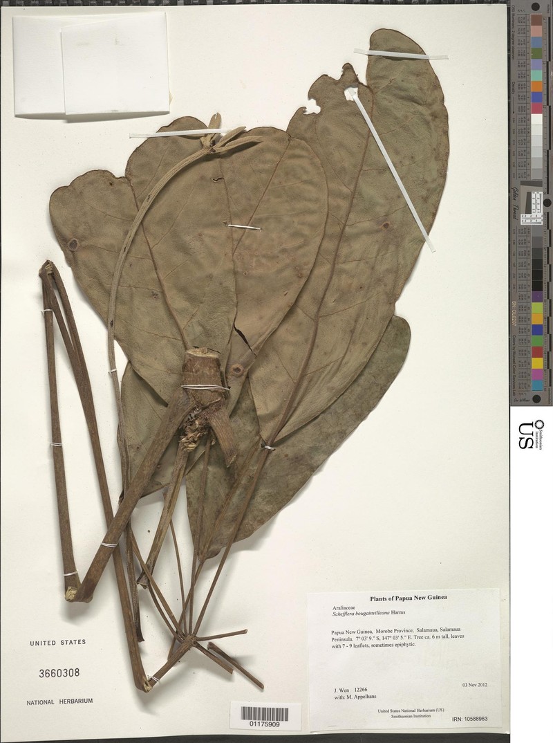 Heptapleurum bougainvilleanum photo 2