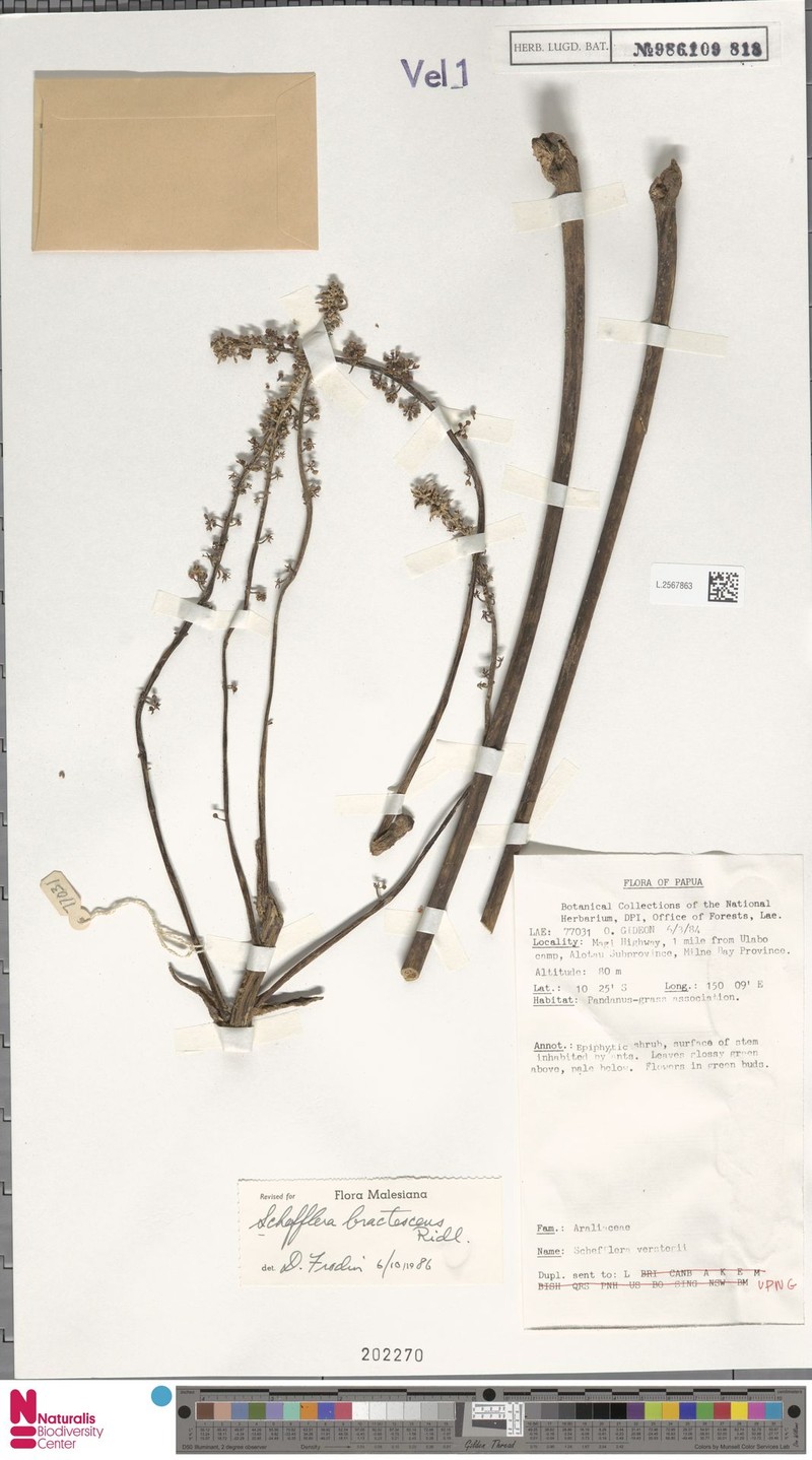 Heptapleurum bractescens photo 5