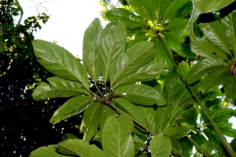 Heptapleurum bractescens