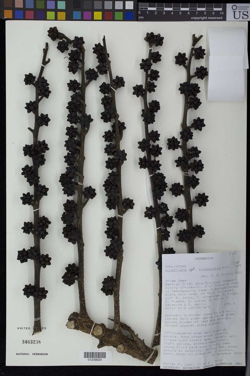 Heptapleurum brassaiellum