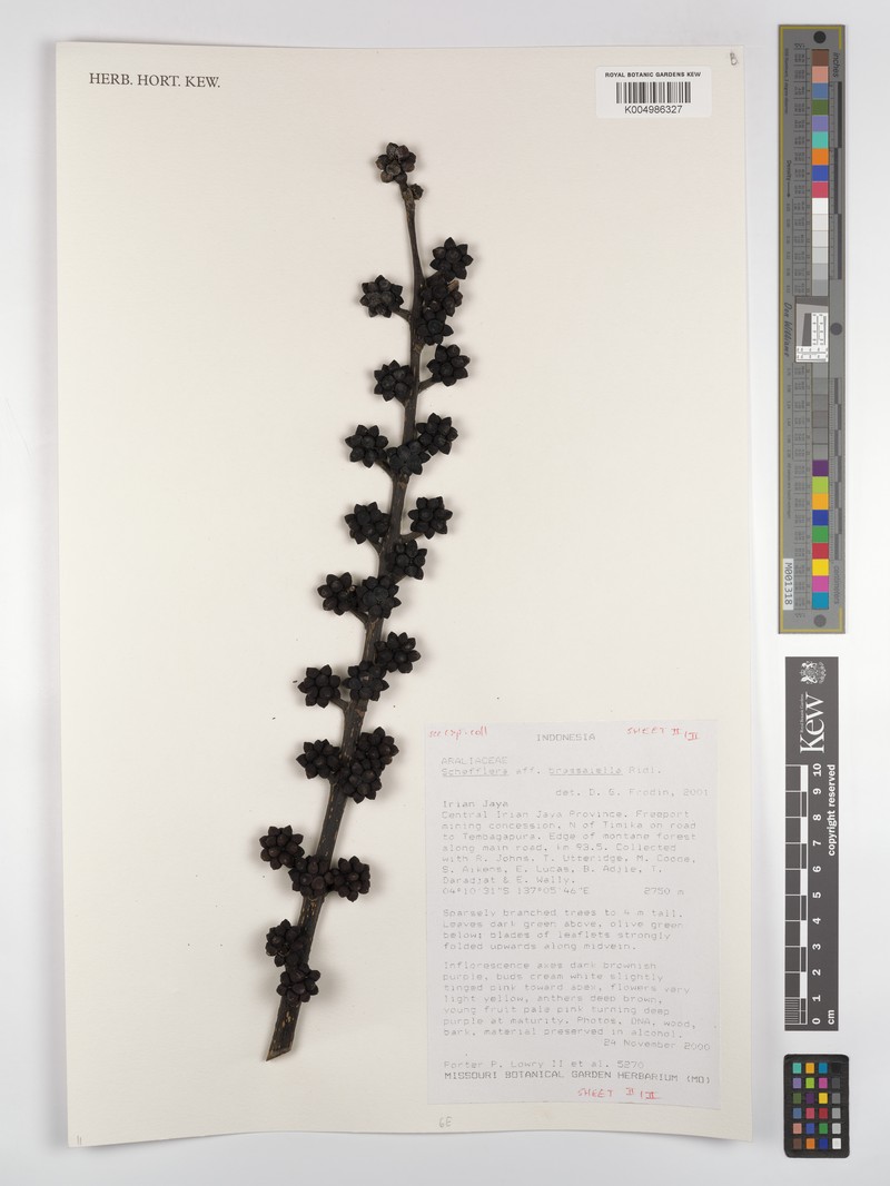 Heptapleurum brassaiellum photo 3