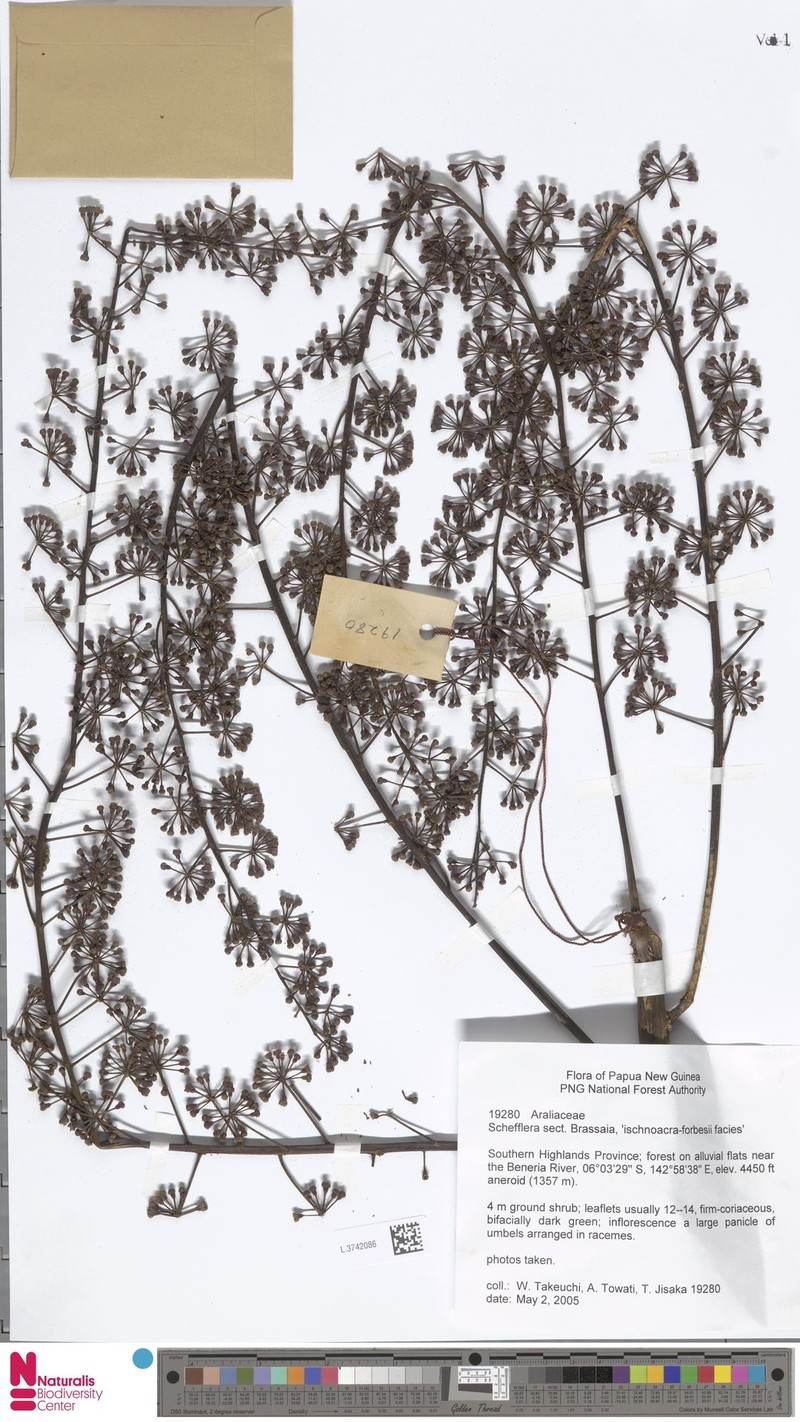 Heptapleurum brassii