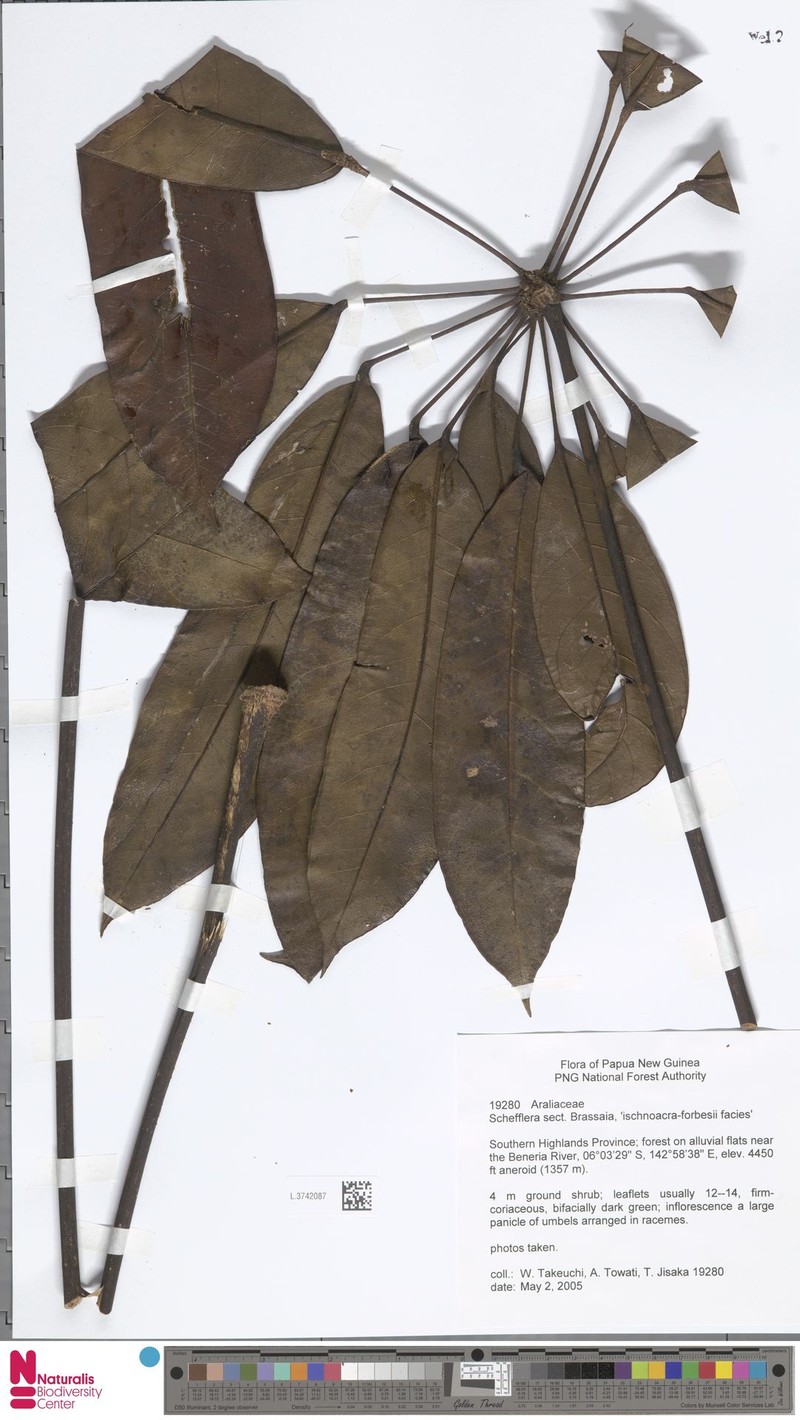 Heptapleurum brassii photo 2