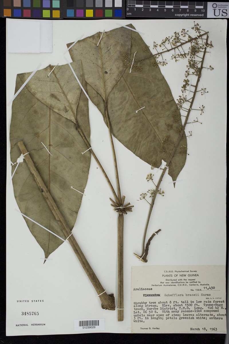 Heptapleurum brassii photo 3