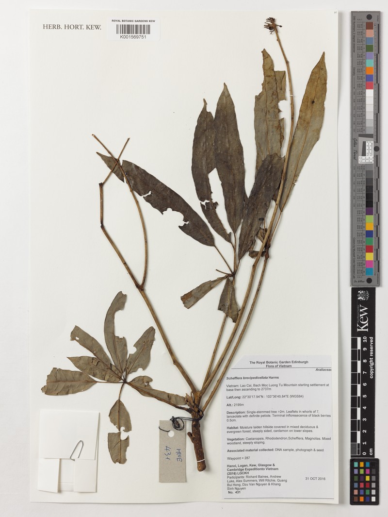 Heptapleurum brevipedicellatum