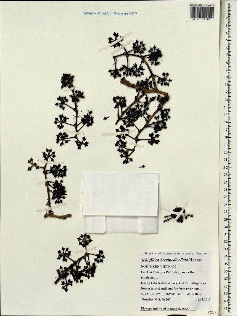 Heptapleurum brevipedicellatum photo 2