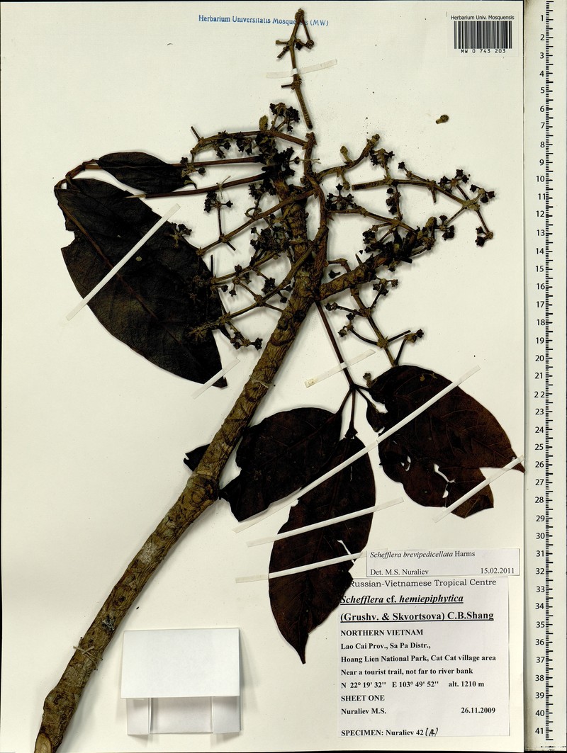 Heptapleurum brevipedicellatum photo 3