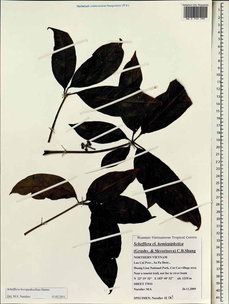 Heptapleurum brevipedicellatum photo 4