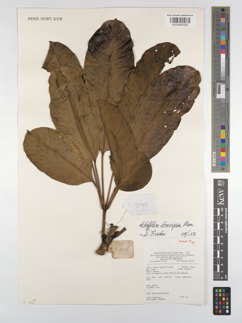 Heptapleurum brevipes photo 2