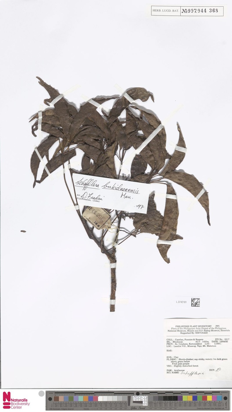 Heptapleurum bukidnonense