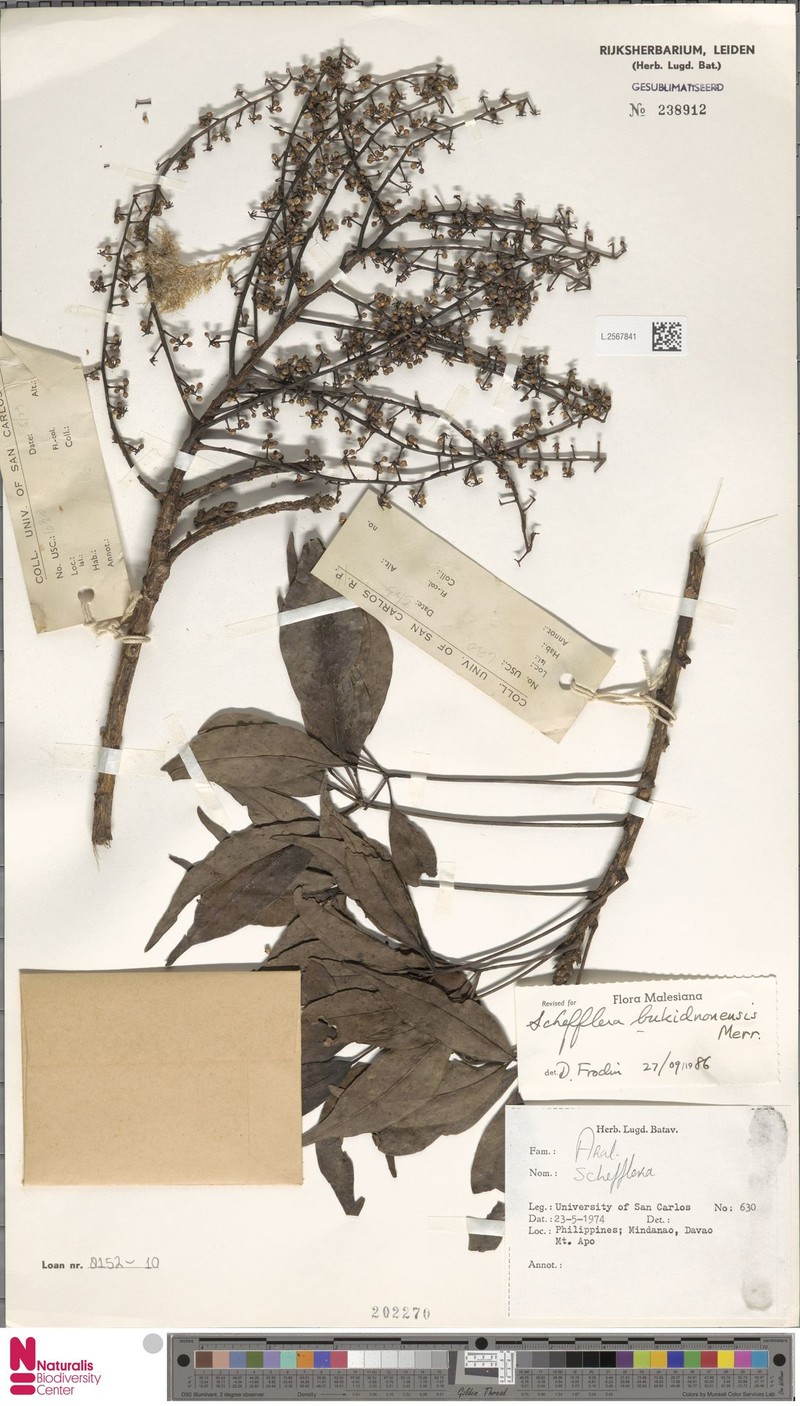 Heptapleurum bukidnonense photo 2