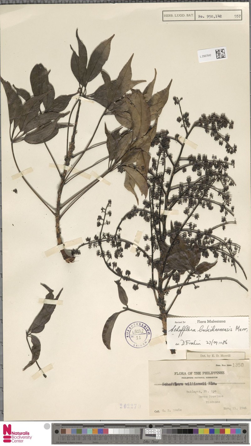 Heptapleurum bukidnonense photo 3