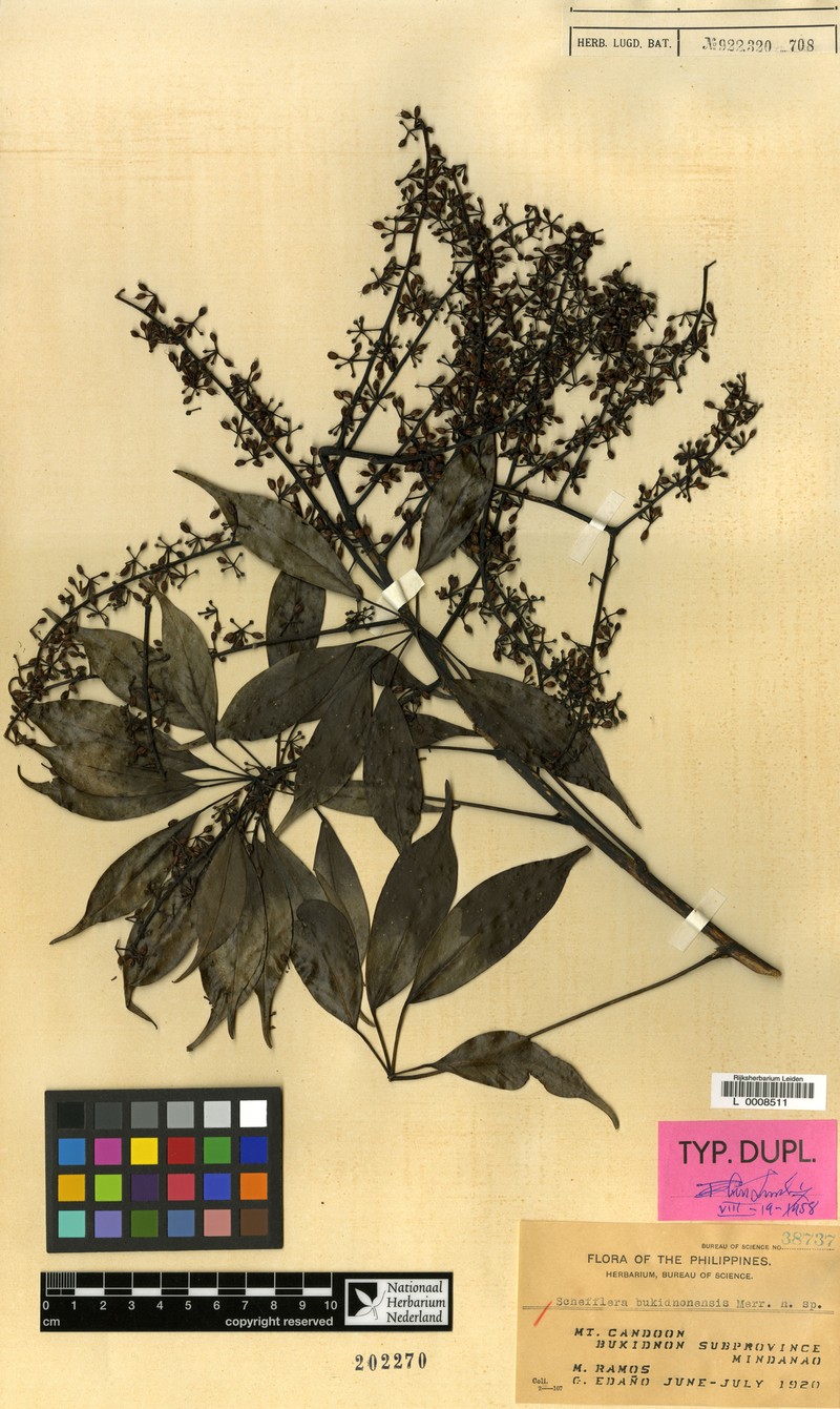 Heptapleurum bukidnonense photo 4