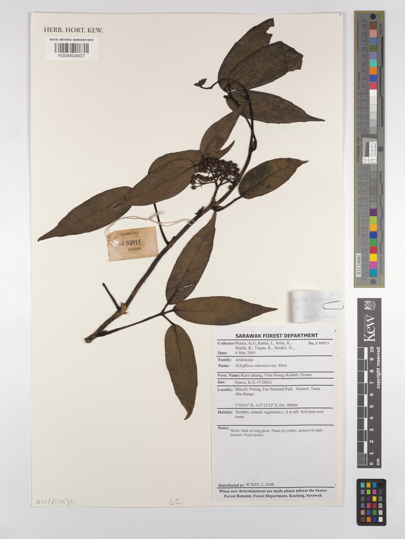 Heptapleurum burkillii