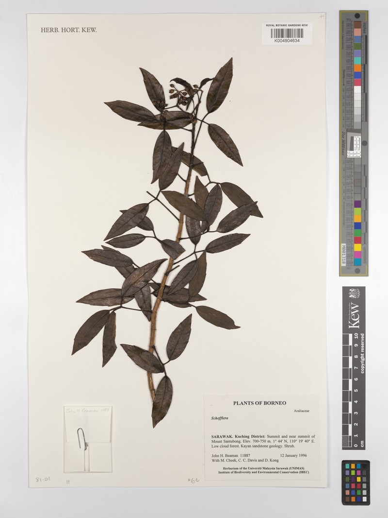 Heptapleurum burkillii photo 2