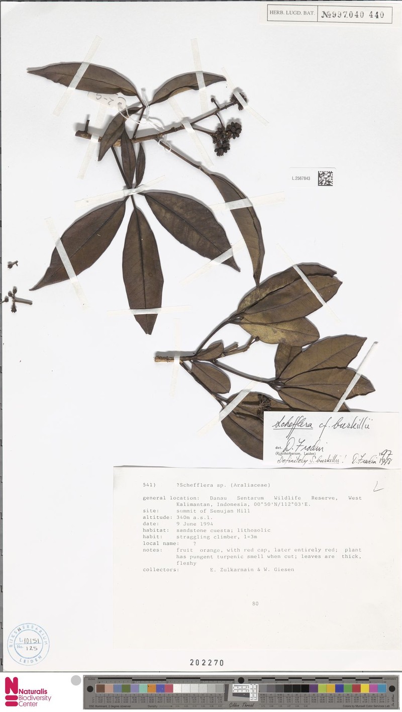 Heptapleurum burkillii photo 3