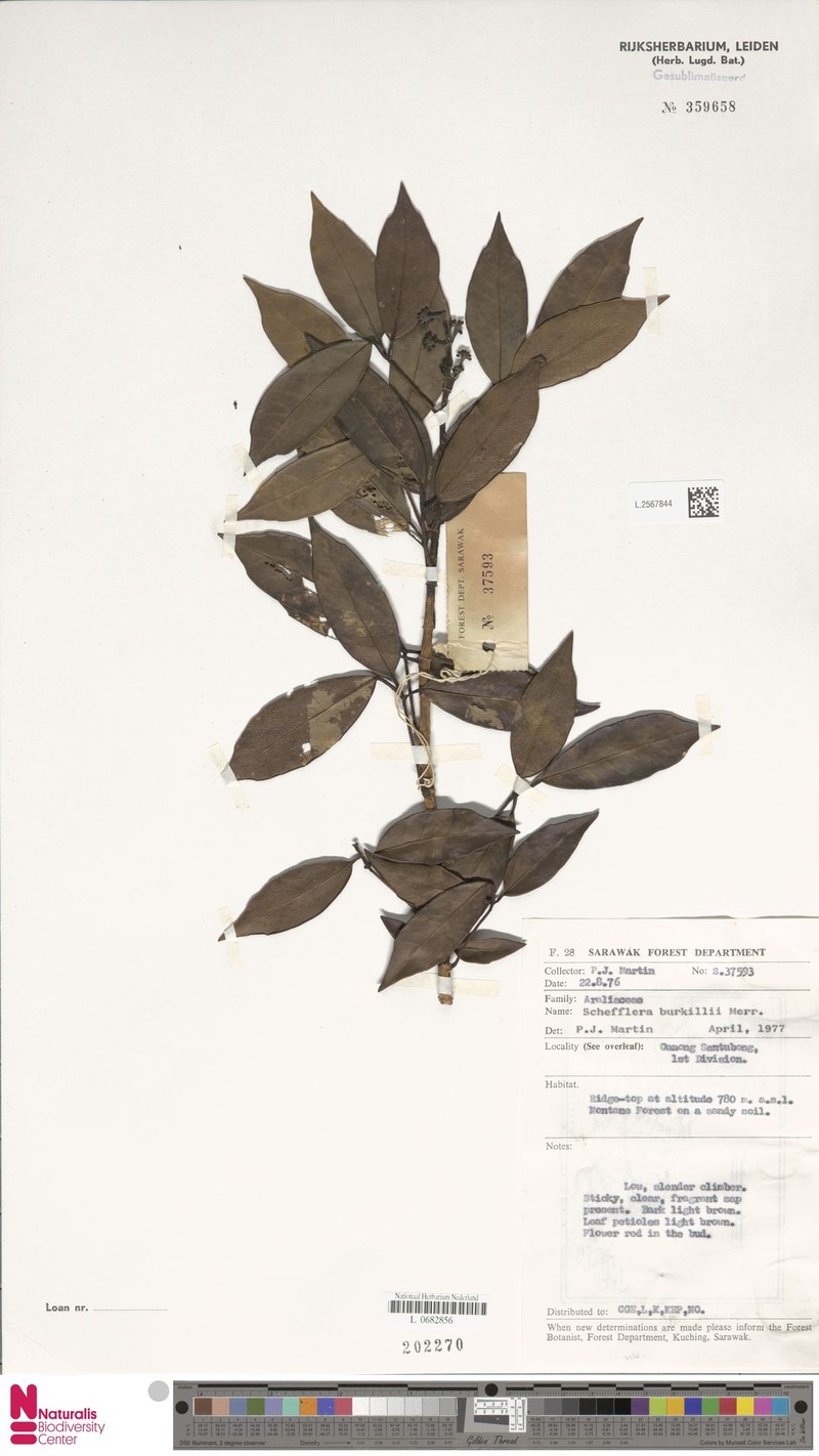 Heptapleurum burkillii photo 4