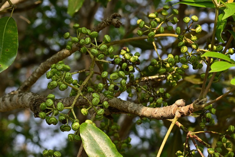 Heptapleurum calyptratum