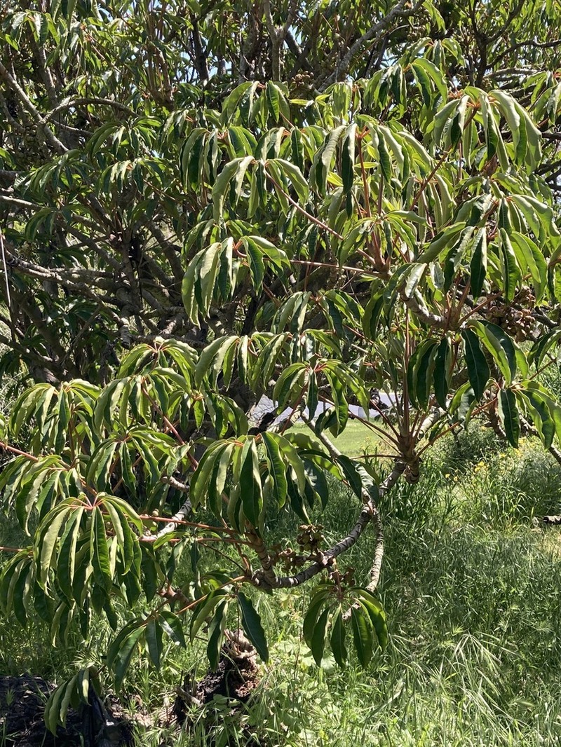 Heptapleurum calyptratum photo 2