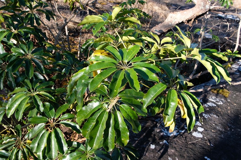 Heptapleurum calyptratum photo 3